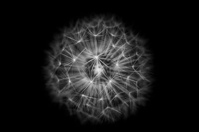 Close-up of dandelion over black background