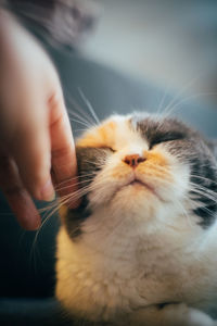 Close-up of cat with hand