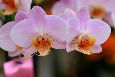 Close-up of pink orchids