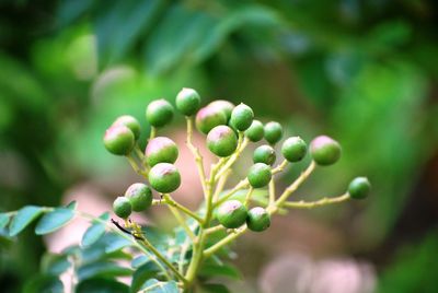 Close-up of buds on plant