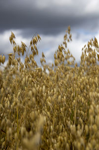 Close-up of stalks in field against cloudy sky