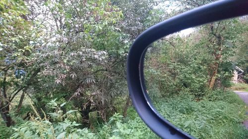 Reflection of plants on mirror