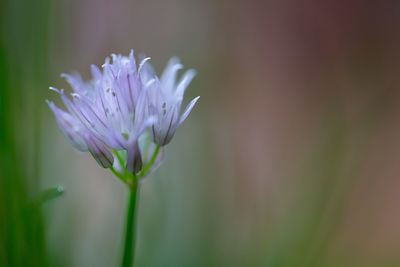 Close-up of purple flowering plant