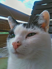 Close-up portrait of a cat
