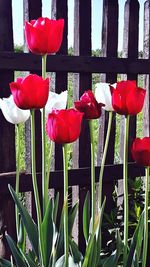 Close-up of red tulips