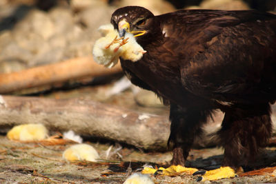 Close-up of a bird on field