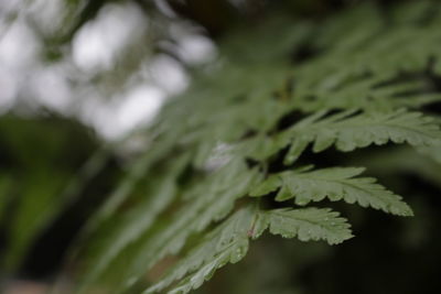 Close-up of fresh green leaves