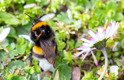 Close-up of honey bee on flower