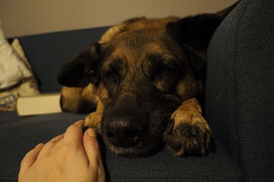 Midsection of person holding dog