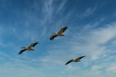 Low angle view of pelicans flying against sky