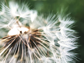 Close-up of dandelion against blurred background