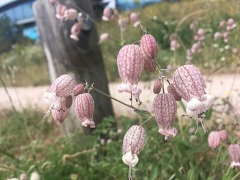 Close-up of pink flowering plants