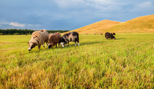 Sheep grazing on field