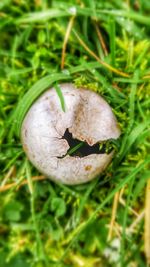 High angle view of leaf on grass