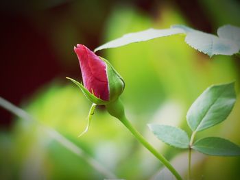 Close-up of pink rose on leaf
