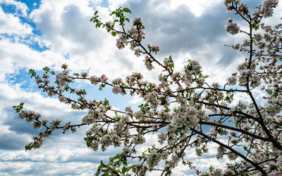 Aplle tree blossoms against sky