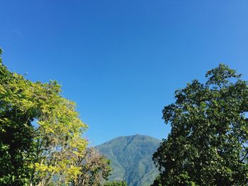 Trees and mountains against clear blue sky