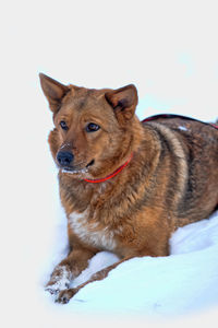 Dog looking away over snow covered against white background