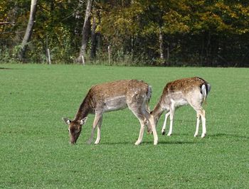 Deer standing in a field