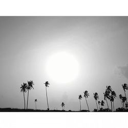 Low angle view of palm trees against sky