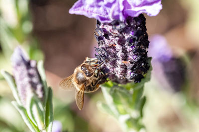Close-up of bee pollinating on lavender