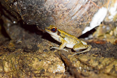 Close-up of frog on rock