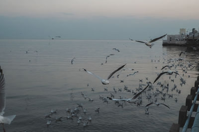 Seagulls flying over lake against sky