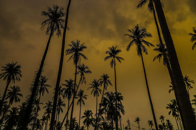 Low angle view of palm trees against sky during sunset