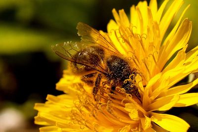 Close-up of bee on yellow flower