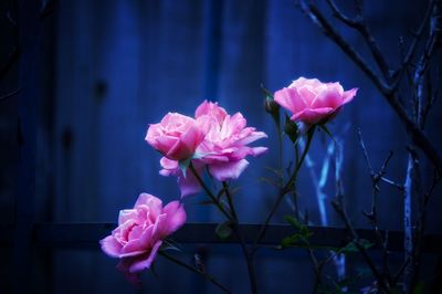 Close-up of pink roses