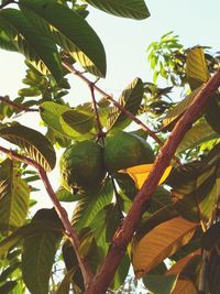 Low angle view of fruits growing on tree