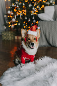 Christmas portrait of a dog corgi 