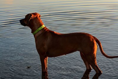 Dog on lake