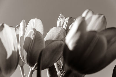 Close-up of tulips