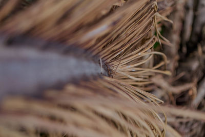 Close-up of dry plant on field