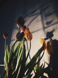 Close-up of flowers against blurred background