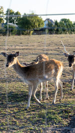 Deer standing in a field