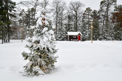 Snow covered trees in winter snow