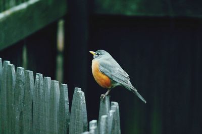 Close-up of bird perching on railing