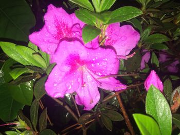 Close-up of wet pink flowers blooming outdoors