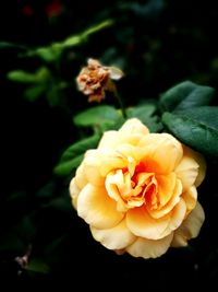 Close-up of orange rose