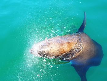 High angle view of seal at sea