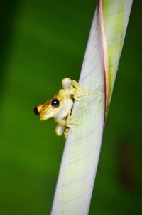 Close-up of insect on leaf