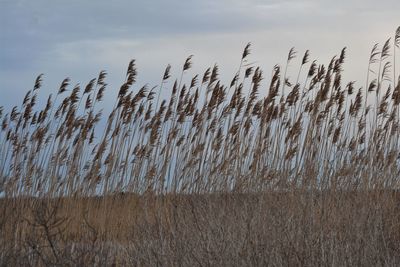 View of stalks in field against sky