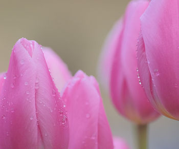 Close-up of wet pink flower