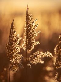 Close-up of plant against blurred background