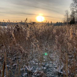 Scenic view of frozen field against sky during sunset