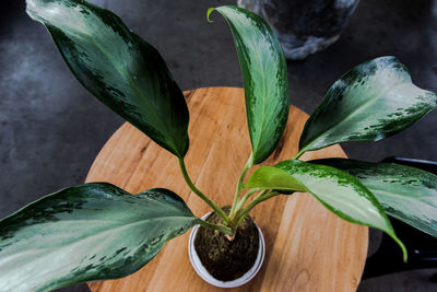 Close-up of potted plant on table