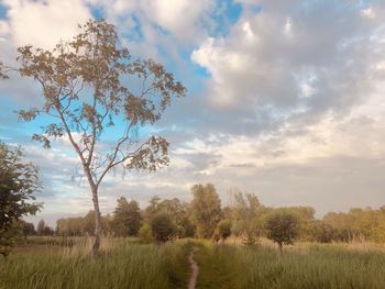 Trees on field against sky