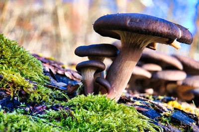 fungus